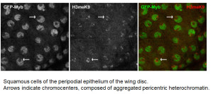 GFP-Myb localization