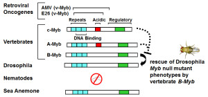 animal myb proteins
