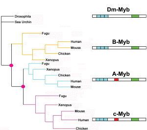 animal myb tree