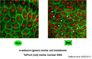 binucleate cells
