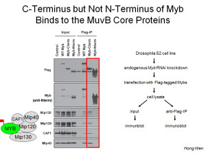 c-term co-ip