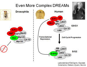 complex dreams