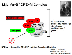 dream complex
