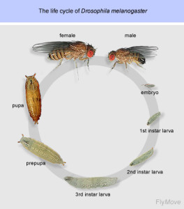 fly life cycle