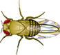 fly