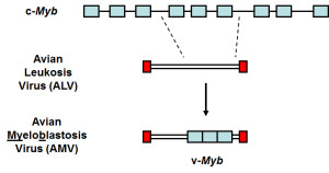 v-myb transduction