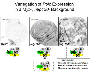 variegation