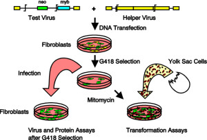 yolksac assay