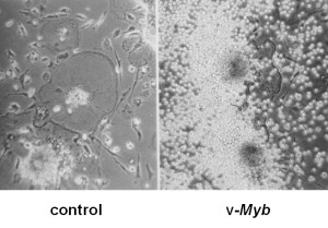 yolksac assay photomicrograph